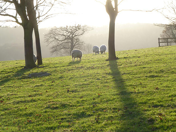 Every sheep has a silver lining