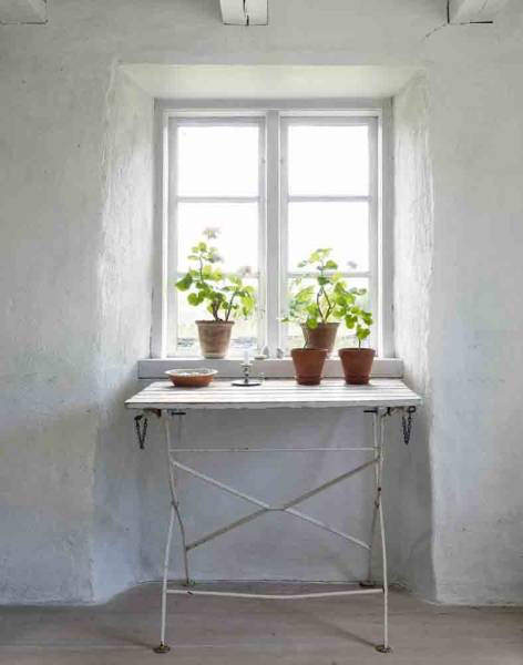geraniums