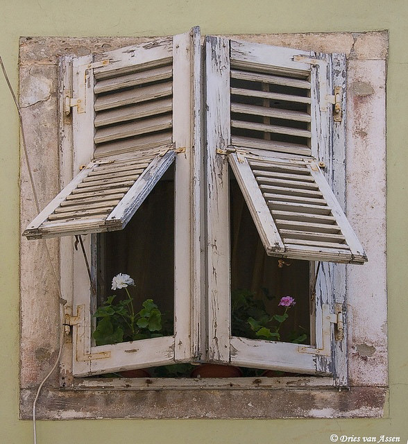 geraniums