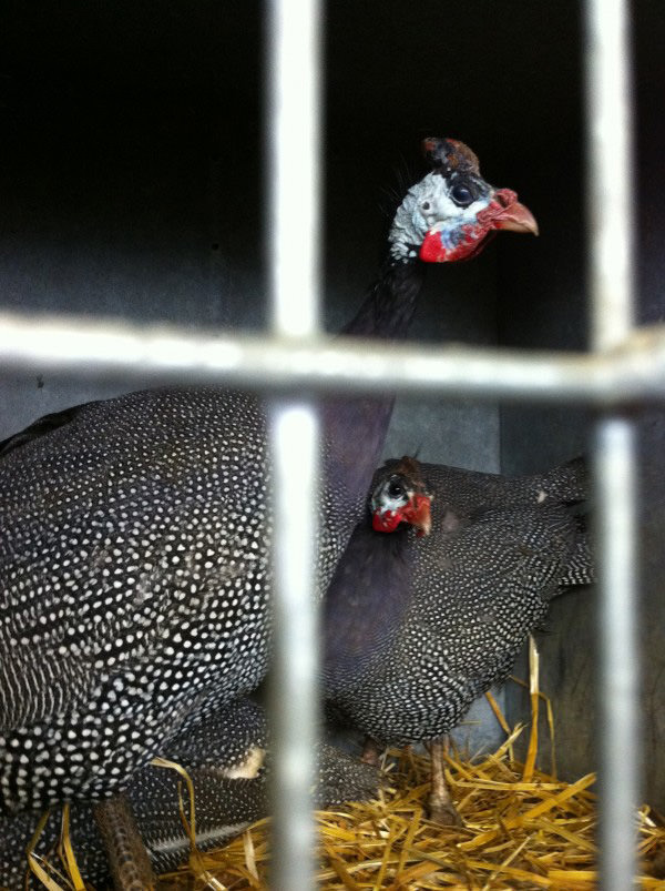 The crazy Guinea Fowls