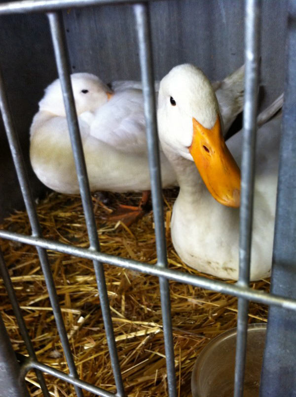 The quintessential Alyesbury Duck