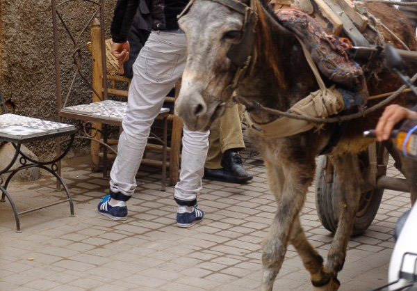 marrakesh express