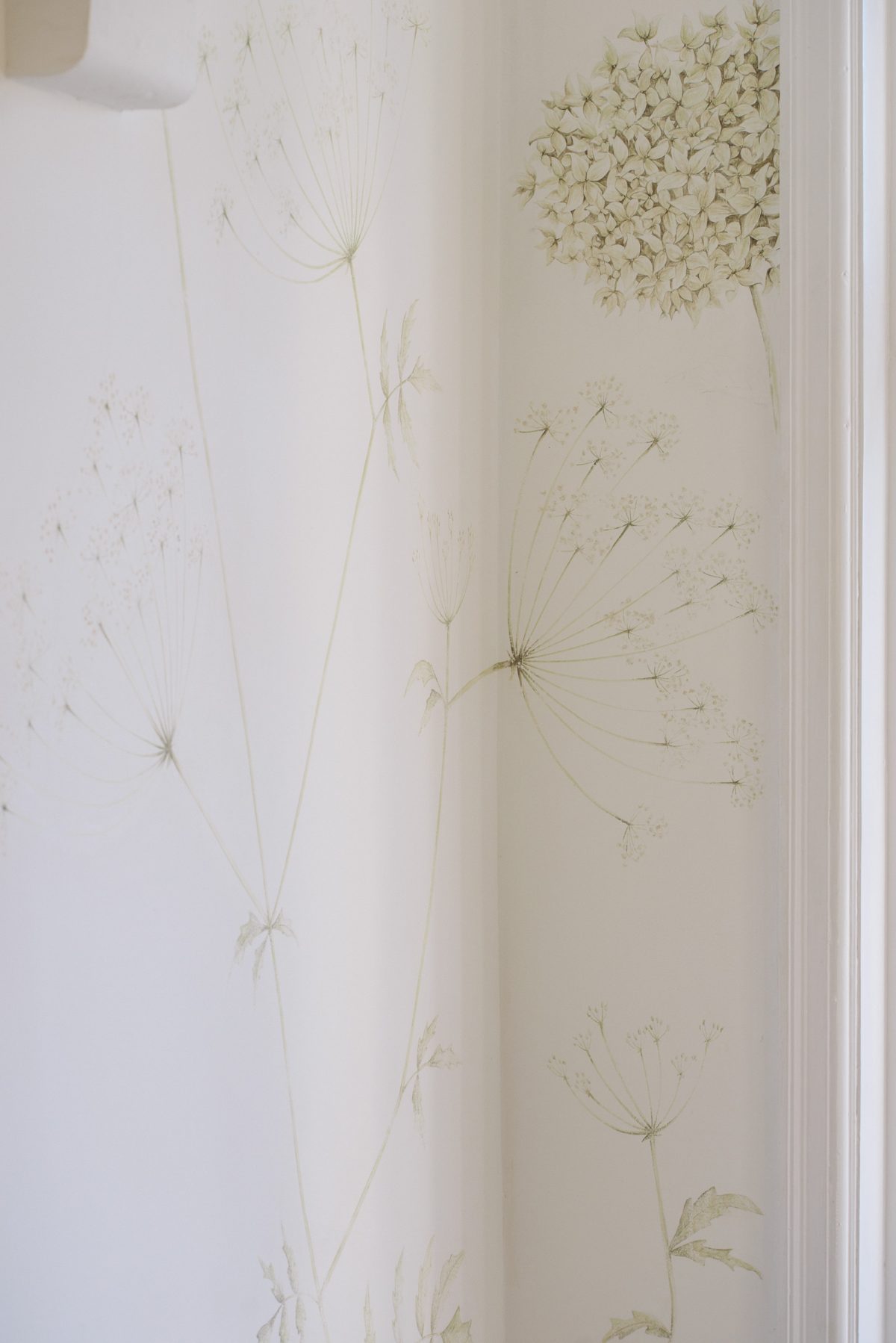 Cow parsley