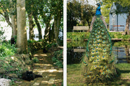 Two pictures of our most beloved residents in Cotes Mill. Our hard-working clowder of cats and prancing peacocks.
