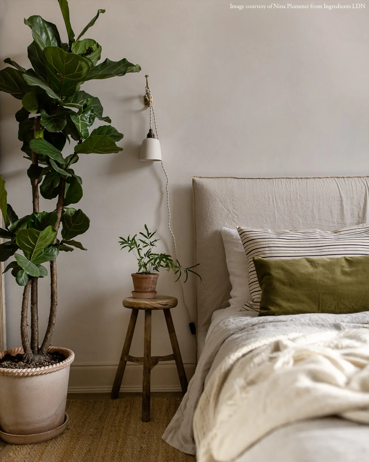 A stylish bedroom with beige walls, a large bed with an assortment of neutral fabrics and a large rubber plant with a plain beaker porcelain plug-in light hanging beside the bed.