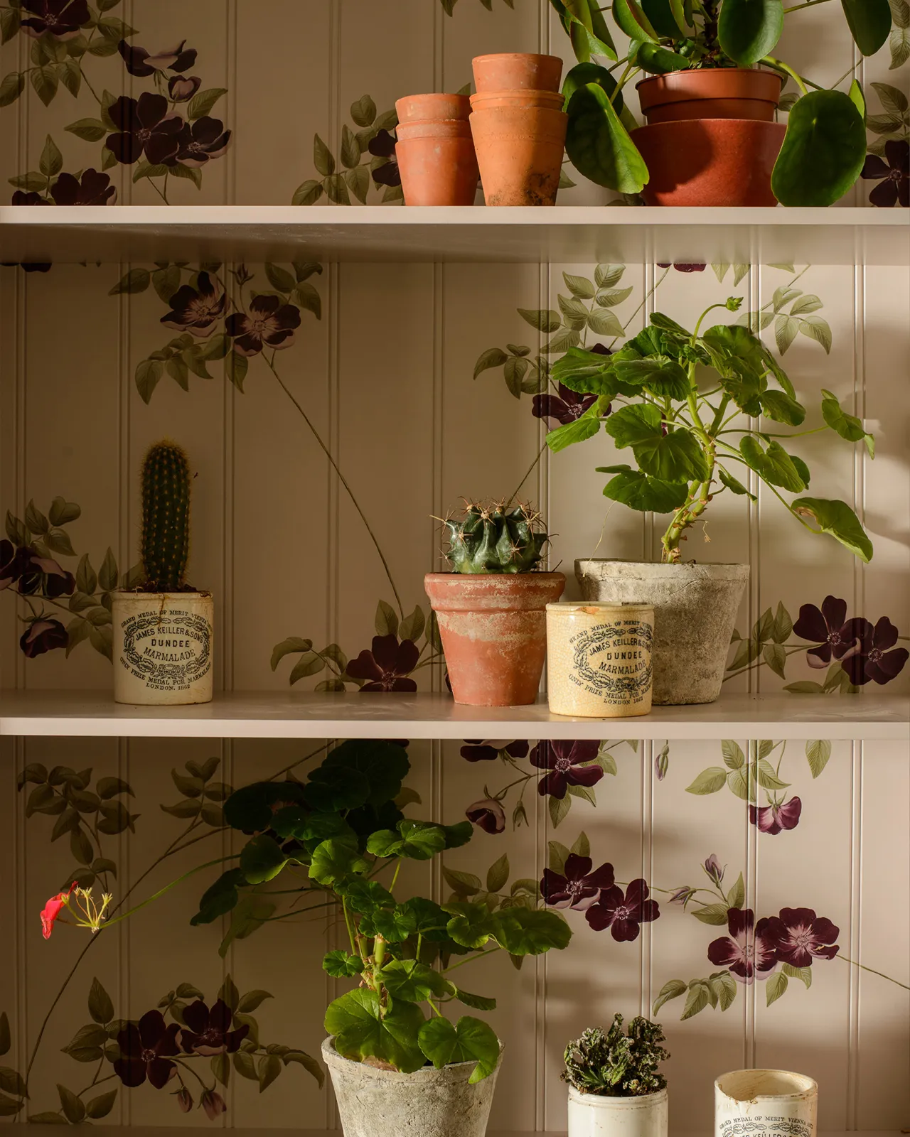 The interior of a display cabinet with a light pink interior and painted flowing purple dog-roses on the tongue and groove back panel. The shelves are dotted with cacti in an assortment of ceramic pots.